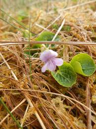 Attēlu rezultāti vaicājumam “Viola palustris leaf”