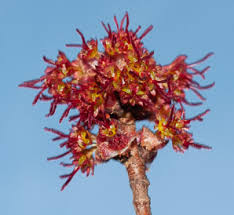 Attēlu rezultāti vaicājumam “Acer saccharinum flower”