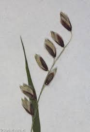 Attēlu rezultāti vaicājumam “Melica nutans”