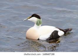 Attēlu rezultāti vaicājumam “Somateria mollissima male”