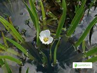 Attēlu rezultāti vaicājumam “Stratiotes aloides flower”
