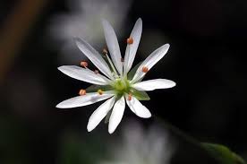 Attēlu rezultāti vaicājumam “Stellaria graminea flower”