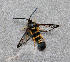 Attēlu rezultāti vaicājumam “Aphodius subterraneus imago”