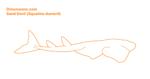 Image result for Squatina dumeril