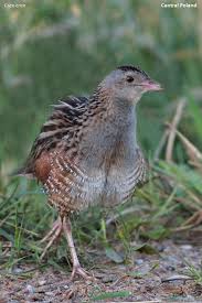 Attēlu rezultāti vaicājumam “Crex crex”