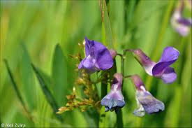 Attēlu rezultāti vaicājumam “Lathyrus palustris flower”