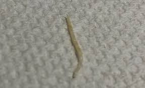 Attēlu rezultāti vaicājumam “Therevidae larva”