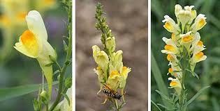 Image result for Linaria vulgaris