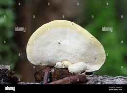 Attēlu rezultāti vaicājumam “Antrodiella serpula”