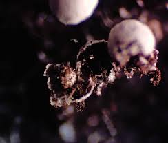 Attēlu rezultāti vaicājumam “Didymium verrucisporum macro”