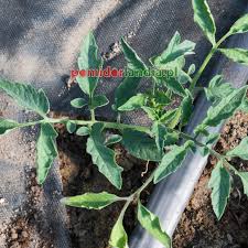 Afbeeldingsresultaat voor marizol purple tomato