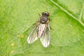 Attēlu rezultāti vaicājumam “Platypezidae”