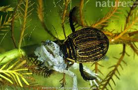 Attēlu rezultāti vaicājumam “Acilius sulcatus”