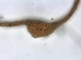 Attēlu rezultāti vaicājumam “Schistidium dupretii”