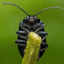 Attēlu rezultāti vaicājumam “Agelastica alni larva”