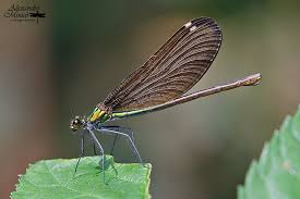 Attēlu rezultāti vaicājumam “Calopteryx virgo female”