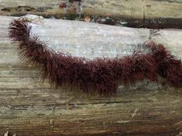 Attēlu rezultāti vaicājumam “Stemonitis splendens stalked”