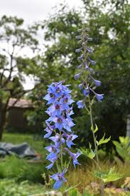 Image result for Rittersporn