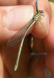 Attēlu rezultāti vaicājumam “Platycnemis pennipes female”