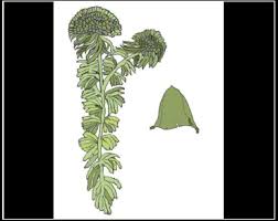 Attēlu rezultāti vaicājumam “Sphagnum wulfianum”