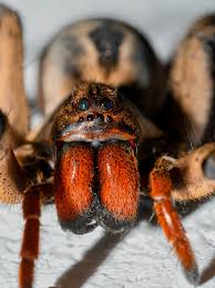 Attēlu rezultāti vaicājumam “Lycosidae”