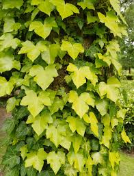 Attēlu rezultāti vaicājumam “Hedera helix  leaf”