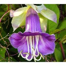 Image result for Glockenrebe