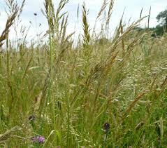 Attēlu rezultāti vaicājumam “Trisetum flavescens flower”