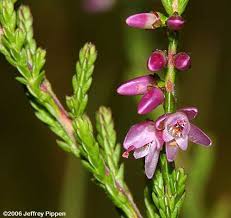 Attēlu rezultāti vaicājumam “Ericaceae”