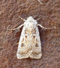 Attēlu rezultāti vaicājumam “Agrotis ripae”