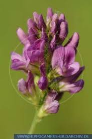 Attēlu rezultāti vaicājumam “Medicago x varia”