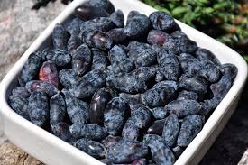 Attēlu rezultāti vaicājumam “Lonicera ferdinandii fruit”