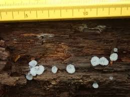 Attēlu rezultāti vaicājumam “Ceratiomyxa porioides”