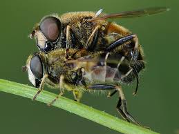 Attēlu rezultāti vaicājumam “Eristalis sp.”