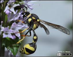Attēlu rezultāti vaicājumam “Eumenidae”