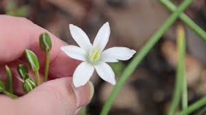 Attēlu rezultāti vaicājumam “Ornithogalum umbellatum flower”