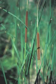 Attēlu rezultāti vaicājumam “Typha angustifolia  leaf”