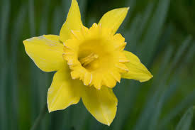 Attēlu rezultāti vaicājumam “Amarillidaceae”