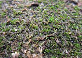 Attēlu rezultāti vaicājumam “Bryum argenteum sporophyte”