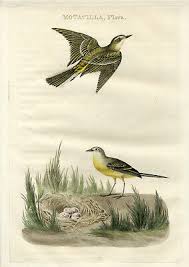 Attēlu rezultāti vaicājumam “Motacilla flava flava”