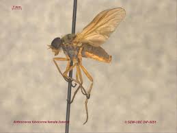 Attēlu rezultāti vaicājumam “Rhagionidae”