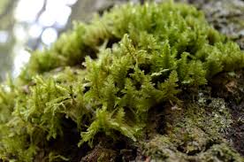 Attēlu rezultāti vaicājumam “Neckera pennata”