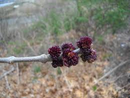 Attēlu rezultāti vaicājumam “Fraxinus pennsylvanica male flower”