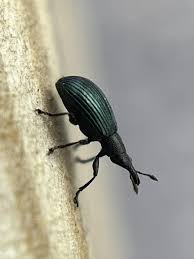 Attēlu rezultāti vaicājumam “Apion sp.”