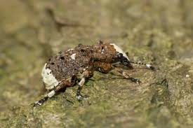 Attēlu rezultāti vaicājumam “Anthribidae”