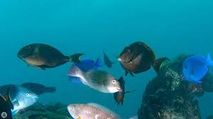 Image result for Scarus trispinosus