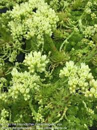 Attēlu rezultāti vaicājumam “Jovibarba globifera”