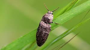 Attēlu rezultāti vaicājumam “Agrypnus murinus”