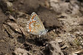 Attēlu rezultāti vaicājumam “Aricia artaxerxes  female”