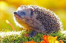 Image result for Igel